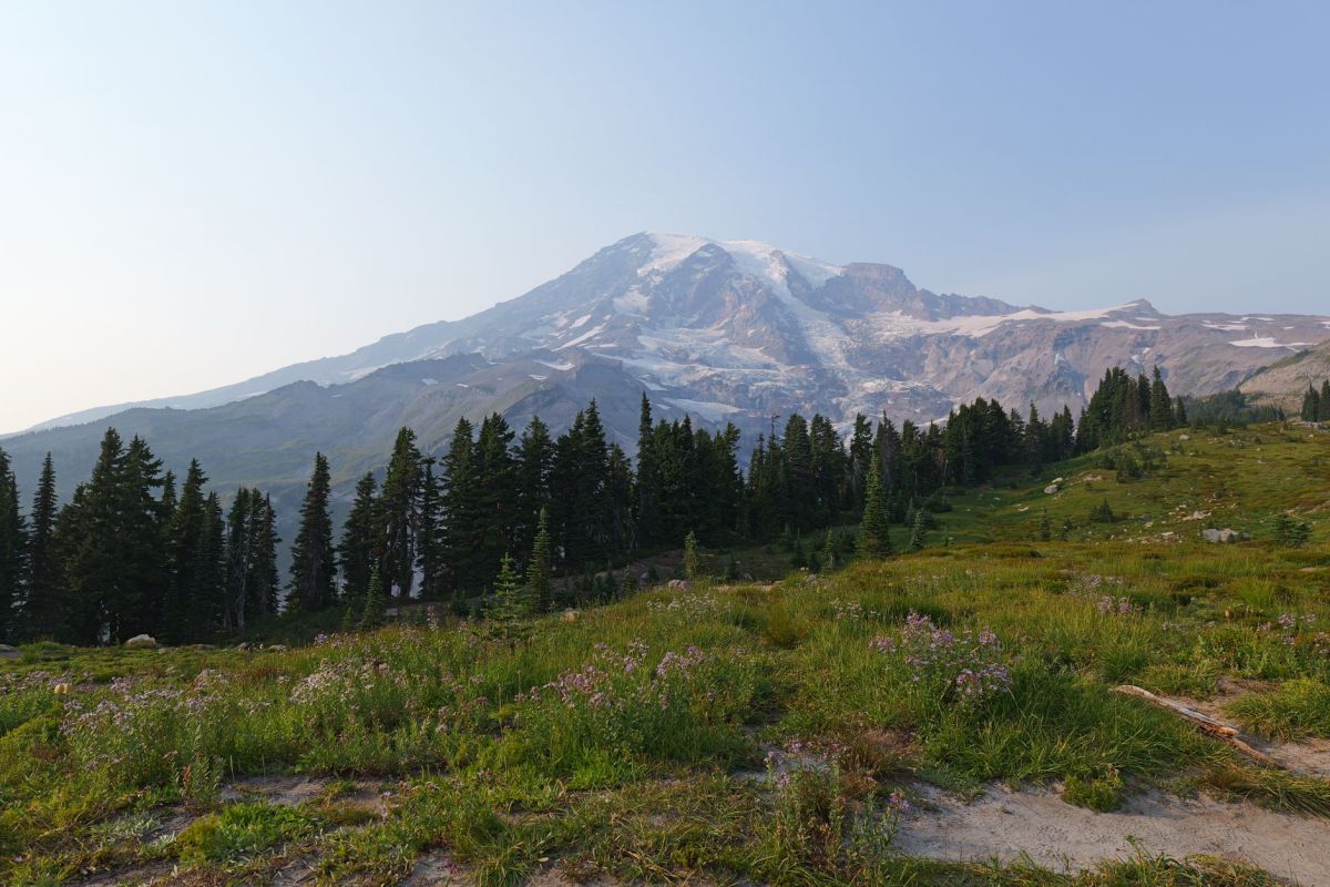Mount Rainier above an evergreen meadow in summer, Washington